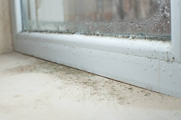 Professional Mold Removal in China, TX